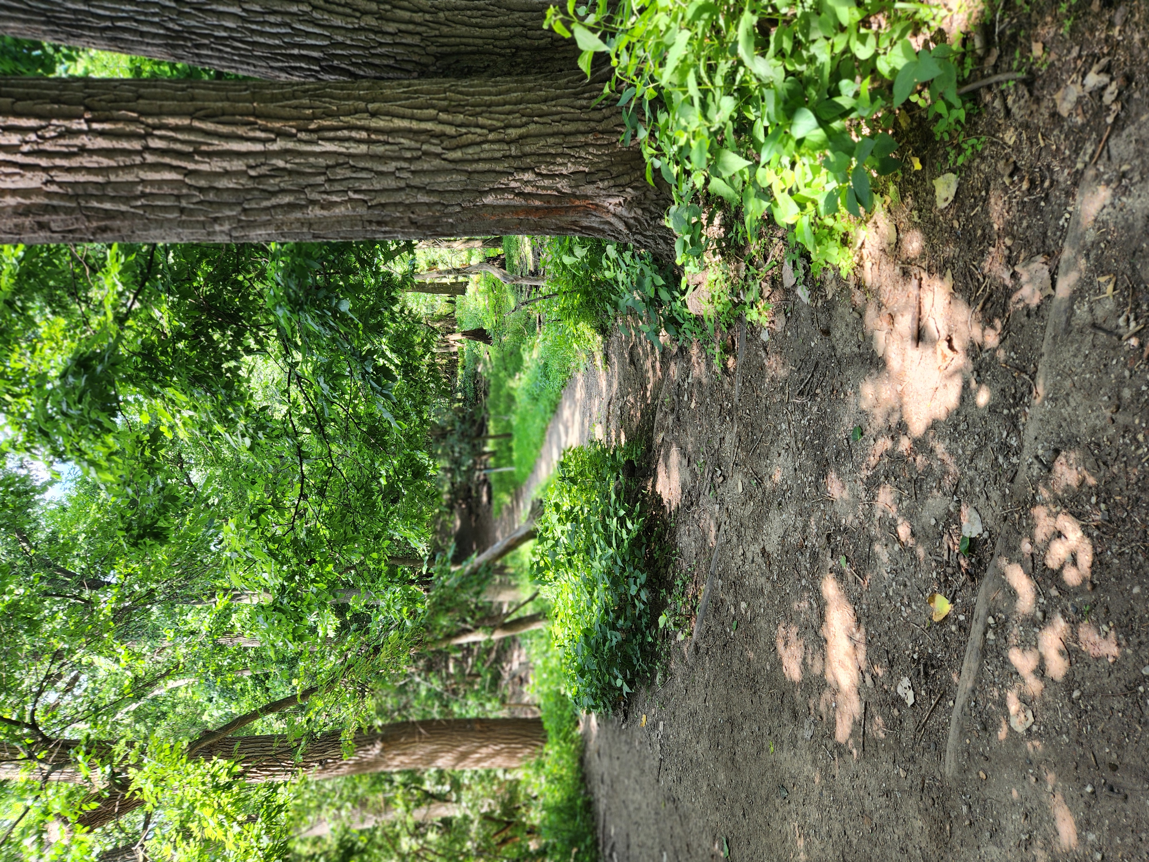 Trail%206-5